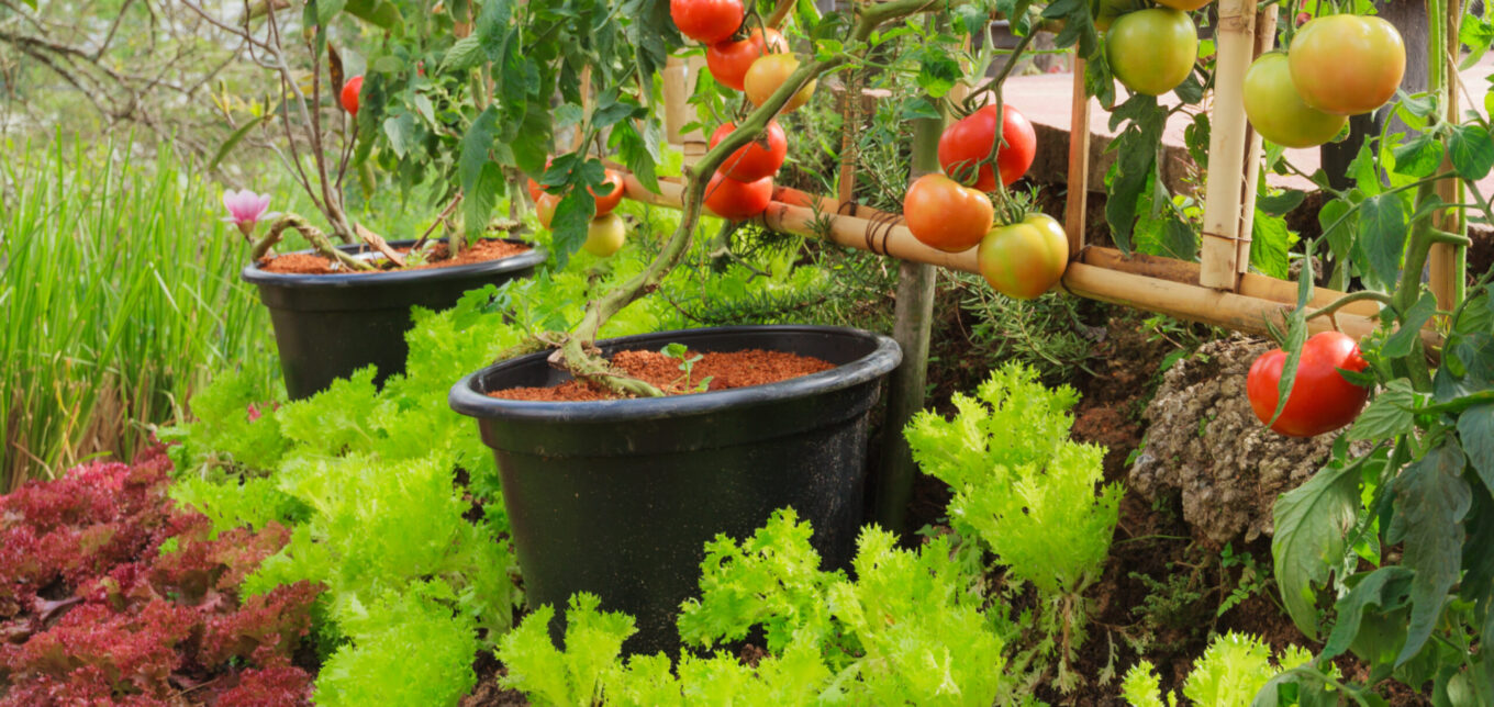 Is Gardening Worth It Financially? – Mother Earth News - Vimarsana News